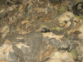 Dallas Insulation Removal